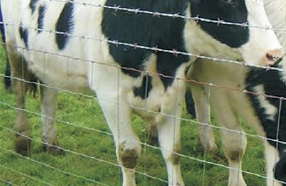 Cattle Fence
