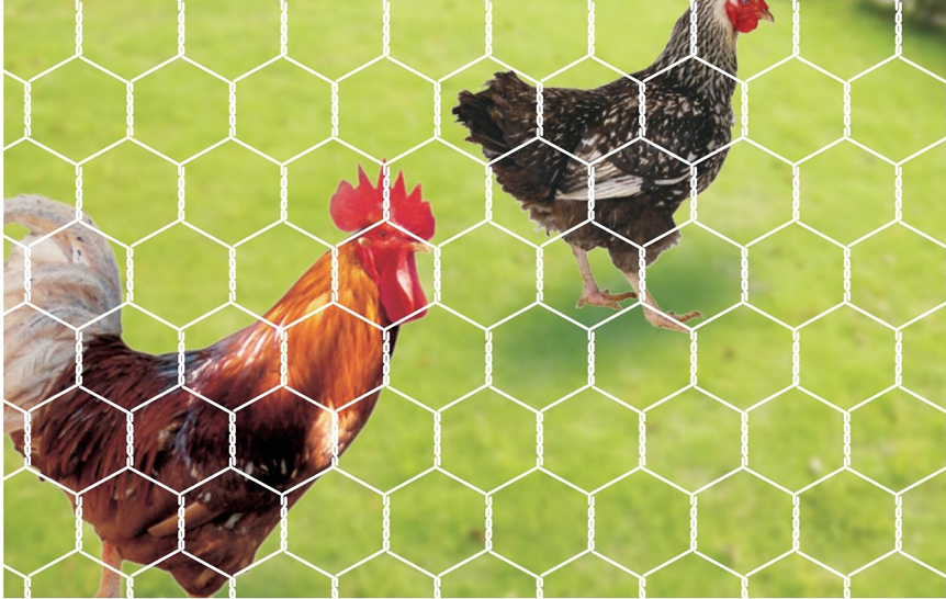 Hexagonal Wire Mesh